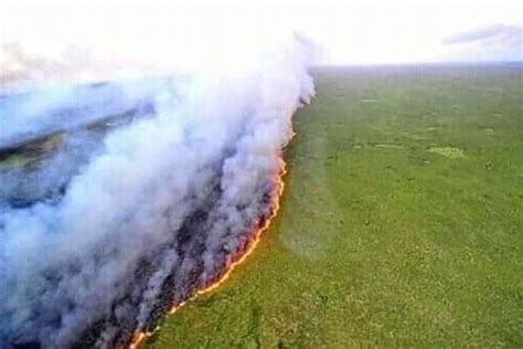 brazil bans burning   months  fight  amazon fire  statesman