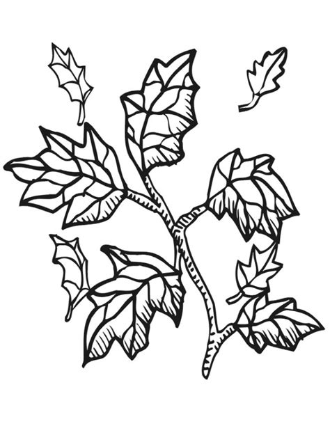 autumn leaves coloring page fall leaves leaf coloring page fall