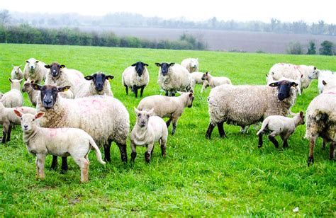 net margins jump  ha  sheep farms   agrilandie