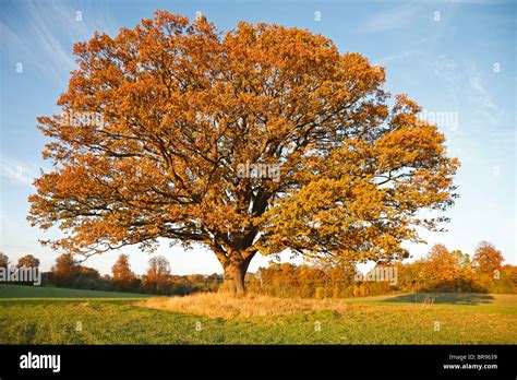 big  oak tree common oak english oak quercus robur  field