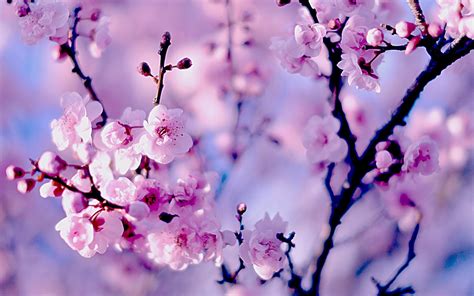 sakura wallpapers images  pictures backgrounds