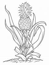 Pineapple Coloring Tree Pages Drawing Fruits Printable Fruit Pineapples Vegetables Kids Color Simple Flower Line Animals Broccoli Cucumber sketch template