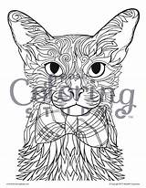 Abyssinian sketch template