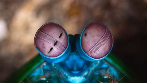 Mantis Shrimp Natural Psychedelic Vision And Awesomeness