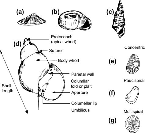 basic anatomy   shell including shell architecture conical   scientific