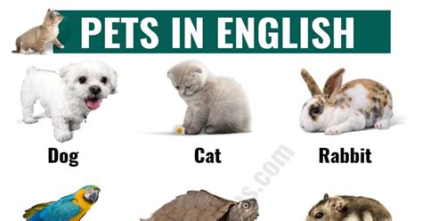 types  pets learn  names  pets  english esl forums