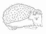 Hedgehog Coloring Pages Drawing Realistic Printable Colorings sketch template