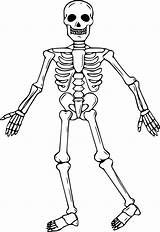 Squelette Esqueleto Humano Stencils Squelettes Humain Concernant Japonesas Esqueletos Huesos Caracteristicas Olas Benjaminpech sketch template