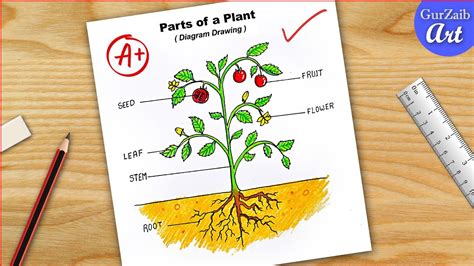 parts   plant diagram draw labelled diagram  parts  plant step  step cbse youtube