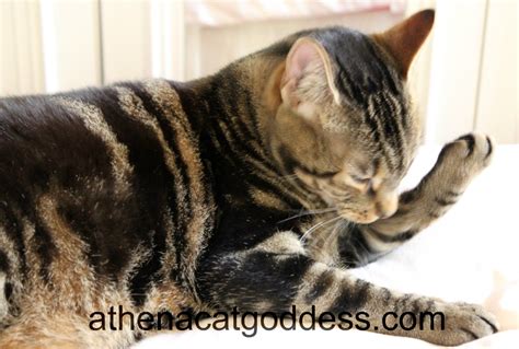 Athena Cat Goddess Wise Kitty Wordless Wednesday