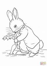 Rabbit Stealing Carrots sketch template