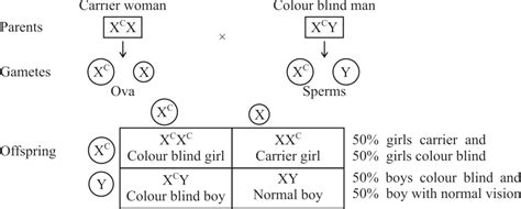 Sex Determination Notes Ncert Solutions For Cbse Class 12 Biology Edumple