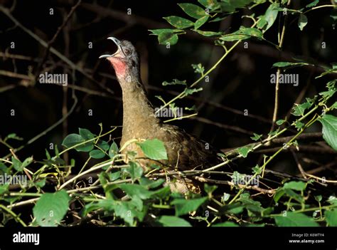 rufous vented chachalaca  cocrico ortalis ruficauda national bird  tobago calling