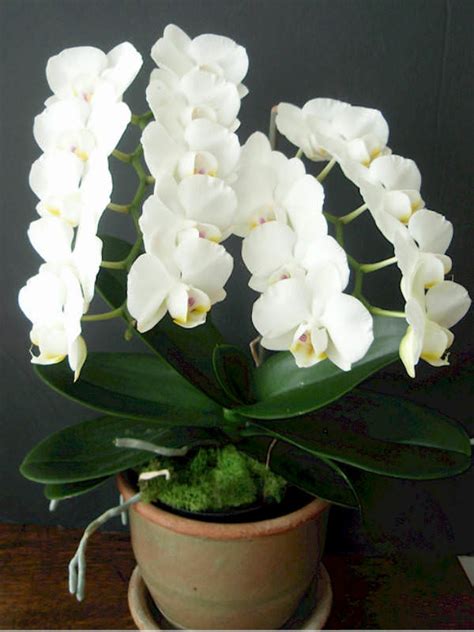 Phalaenopsis Amabilis Moth Orchid World Of Flowering