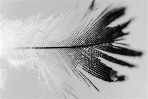 black  white feathers tahnia roberts artworks