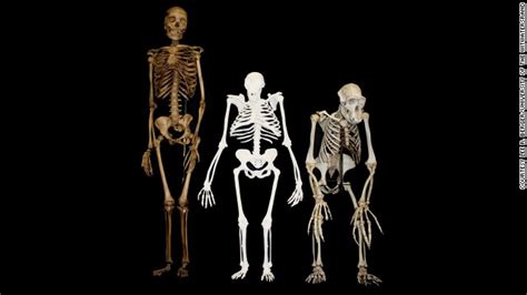 Photos Early Human Ancestor Remains