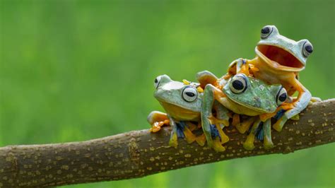 tree frog bing wallpaper    desktop mobile tablet explore