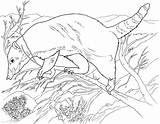 Anteater Coloring Pages Forest Climbing sketch template
