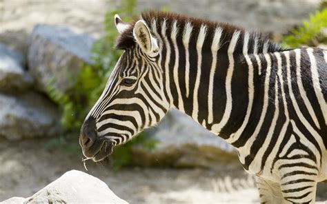 zebra  photo  flickriver