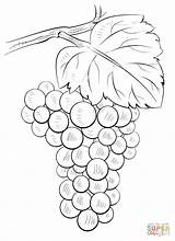 Grapes Drawing Coloring Draw Pages Grape Kids Flower Drawings Tutorials Bunch Step Supercoloring Fruits Beginners Brunch Basic Visit Read Paintingvalley sketch template