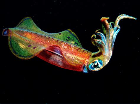 squid communicate   secret skin powered alphabet wired