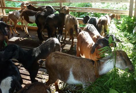 ternak kambing ternak kambing gibas fermentasi