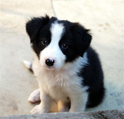 border collie puppies  breed information training