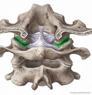 Afbeeldingsresultaten voor Atlanta inclinata Anatomie. Grootte: 180 x 185. Bron: www.kenhub.com