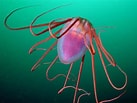 Afbeeldingsresultaten voor Helmet jellyfish. Grootte: 137 x 103. Bron: alchetron.com