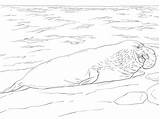 Elephant Seal Coloring Shore Printable Supercoloring Drawings Version Click Seals Categories Designlooter sketch template