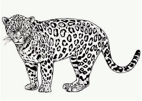 cheetah coloring page  coloring pages  coloring books  kids