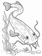 Fisch Fische Drucken Malvorlagen Siluro Marino sketch template