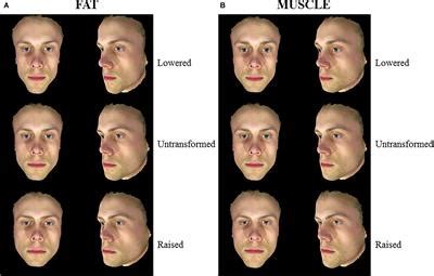 frontiers  influence  body composition effects  male facial