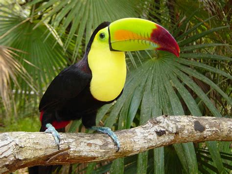 toucan ambergris caye belize message board