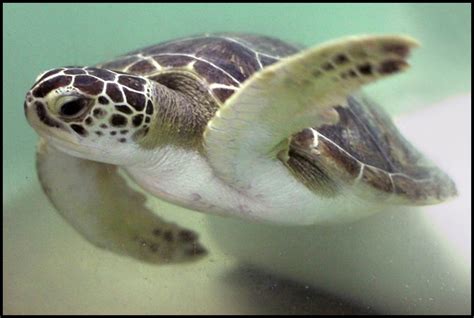 Green Sea Turtle Exploration