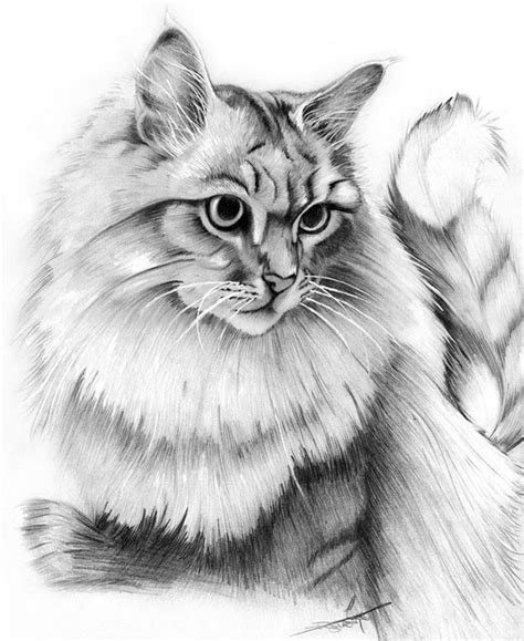 dibujos  lapiz gatos