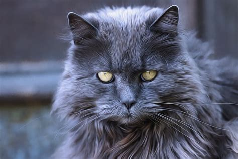 10 grey long haired cat breeds kitty devotees