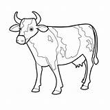 Koeien Kleurplaat sketch template