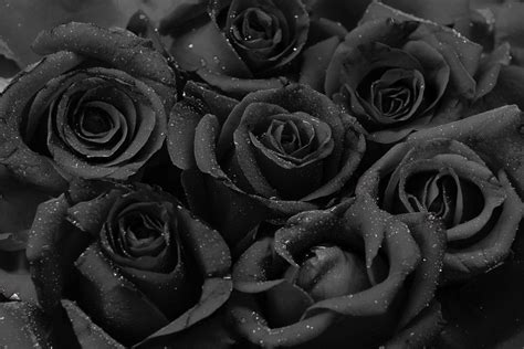 oui la rose noire existe  elle pousse  halfeti en turquie rose