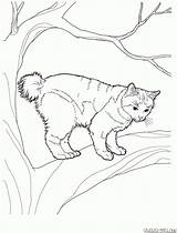 Colorat Desene Pisica Planse Pisici Bobtail Desenat Gatti Gatos Waldkatze Japonais Fise Animale Copii Gato 1590 2094 Copaci Katzen Colorkid sketch template
