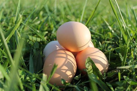 gmo pasture raised eggs jl green farm