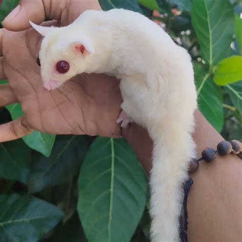sugar glider albino shopee indonesia