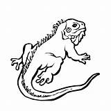 Colorear Iguana sketch template