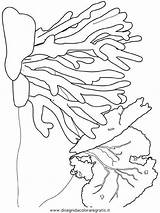 Coloring Reef Koralle Reefs Colorare Corail Fische Fondale Corals Disegni Crostacei Malvorlagen Bleaching Sea Malvorlage Ausdrucken Ausmalen Peces Nemo Bleach sketch template
