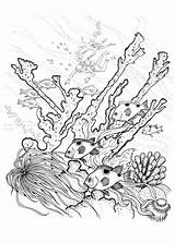Coral Reef Coloring Pages Barrier Great Nature Drawing Sea Color Printable Fish Print Getdrawings Getcolorings Sketch Sheets Template Sheet Realistic sketch template