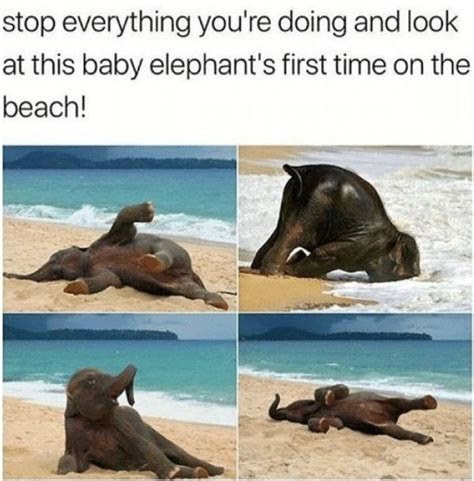 20 Relatable Beach Memes For The Summer