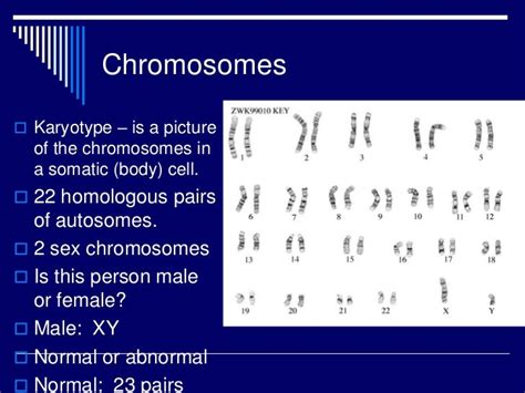 Introduction To Chromosomes