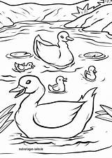 Enten Ente Entenfamilie Ausmalen Malvorlage sketch template