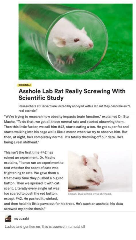 original asshole lab rat really screwing with scientific