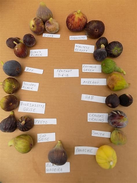 Some Pretty Pictures Of 16 Fig Varieties Ripe Now